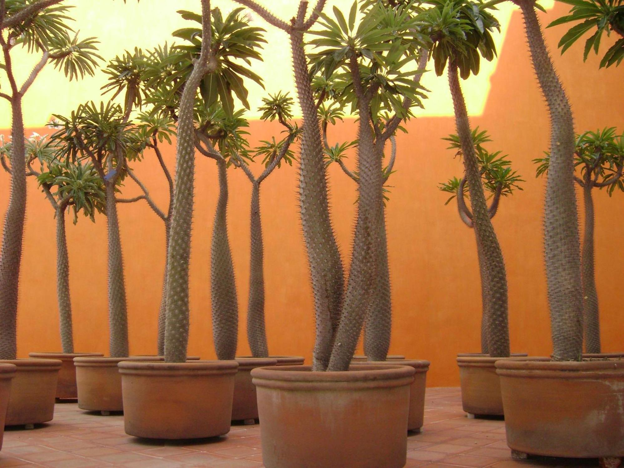 Hotel Boutique Casareyna Puebla Exterior foto Pachypodium baroni